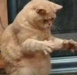 一只胖乎乎的橘色猫咪正站立着，前爪向前伸出，像是在热情挥手或者试图抓住空中的小虫子，圆滚滚的身体和认真的小表情显得格外呆萌。背景是室内环境，隐约可见窗框，整体画面充满生活气息和治愈感。