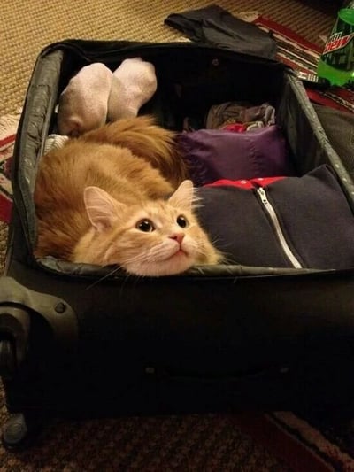 一只橘色猫咪蜷缩在打开的黑色行李箱中，周围散落着紫色上衣、深色外套和白色袜子等衣物。猫咪抬起头，圆睁着大眼睛，表情无辜又好奇，蓬松的尾巴自然垂在衣物上。背景可见地毯纹理和角落的绿色饮料瓶，整体画面温馨治愈，展现了宠物与日常生活场景的趣味互动。
