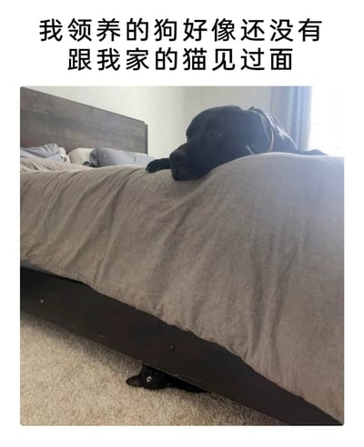 这是一张充满趣味的宠物日常照片，上方配文“我领养的狗好像还没有跟我家的猫见过面”，画面中一只深色大狗正慵懒地趴在铺着灰色床单的床上，前爪和脑袋搭在床单边缘，神态放松；而在床的底部空隙处，一只黑猫正探出头来，显然它早已在暗中观察这只新来的狗狗。配文和画面形成了有趣的反差，主人以为两只宠物还没碰面，实际上猫已经在一旁关注着狗，展现了宠物间这种可爱又带着小谨慎的互动瞬间。