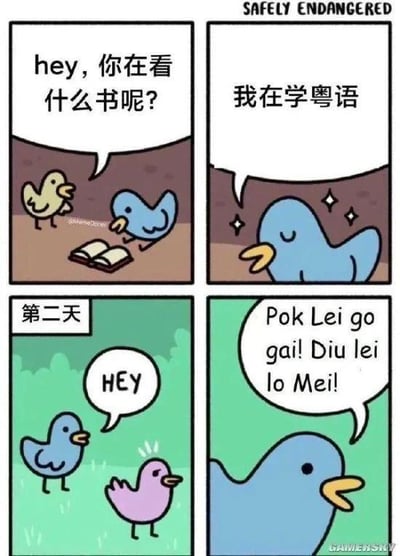 这是一组四格连环卡通漫画：
1. 第一格：黄色小鸟好奇地询问正在看书的蓝色小鸟“hey，你在看什么书呢？”
2. 第二格：蓝色小鸟带着星星眼，开心地回答“我在学粤语”，看起来十分认真投入。
3. 第三格：第二天，黄色小鸟和一只紫色小鸟打招呼，蓝色小鸟在一旁。
4. 第四格：蓝色小鸟直接说出一串粤语粗口“Pok Lei go gai! Diu lei lo Mei!”，这些都是粤语里的脏话。

反差梗说明：可爱的小鸟形象和说出脏话的行为形成强烈反差，正经学粤语的设定和开口就爆粗的结果形成反差，制造出搞笑的效果。