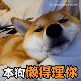 柴犬懒得理你表情包