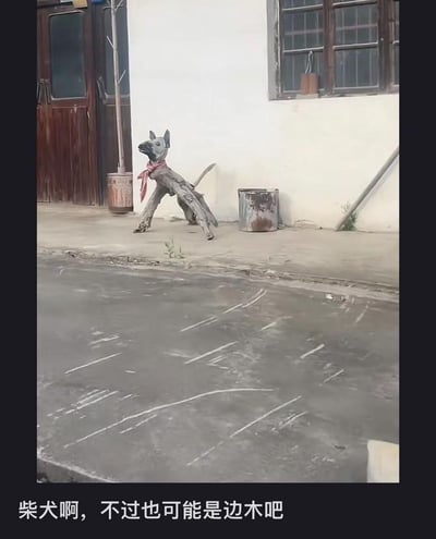 画面展示了一个用枯树枝拼接而成的狗形手工制品，系着红围巾，放置在农家小院的门口，造型模仿狗的姿态。下方配文“柴犬啊，不过也可能是边木吧”，玩了谐音梗：“柴犬”对应“用柴（木头）做的犬”，“边木”则是谐音“边牧（边境牧羊犬）”，将犬种名称和木头的属性结合，制造出趣味效果。