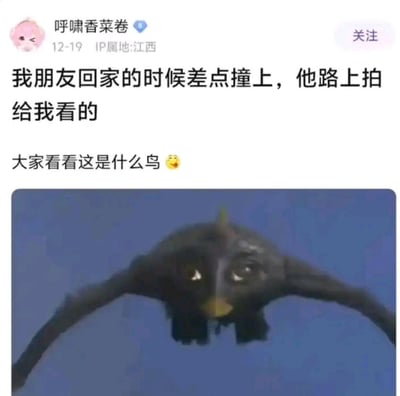 这是一则社交平台的发帖内容，用户「呼啸香菜卷」分享称朋友回家路上差点撞上一只「鸟」，并附上一张图片让大家辨认，而图中的「鸟」实际上是动画《驯龙高手》里的角色无牙仔（没牙仔）的飞行截图，用影视角色伪装成真实鸟类来制造反差搞笑的效果，属于网友玩梗内容，没有双关、谐音梗等特殊暗示。