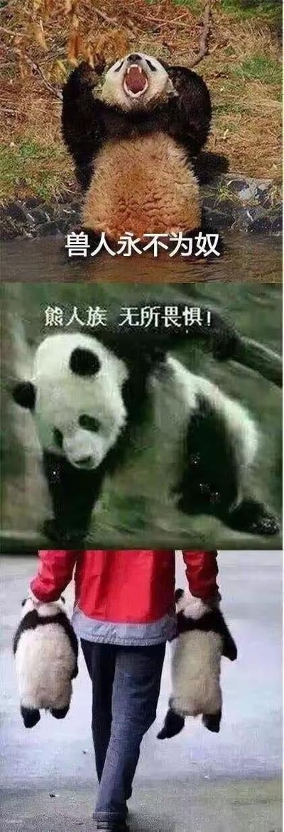 这是一组由三张真实熊猫照片拼接成的连环搞笑梗图：
1. 第一张图里，一只熊猫仰躺在水边，张大嘴巴，配文“兽人永不为奴”，摆出一副激昂反抗的拟人化姿态；
2. 第二张图中，一只熊猫四肢大张，看起来气势十足，配文“熊人族，无所畏惧！”，这里运用了谐音梗，“熊人族”谐音“熊人”，模仿游戏里种族宣言的口吻放狠话，将熊猫拟人化；
3. 第三张图则是强烈反转，一个人双手各拎着一只软乎乎的熊猫，两只熊猫毫无反抗之力，和前两张的“豪言壮语”形成巨大反差，完美诠释了“真香”定律，讽刺那些嘴上强硬、实际却认怂的行为，充满了搞笑的反差萌。