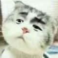 挑眉疑惑的猫咪表情包