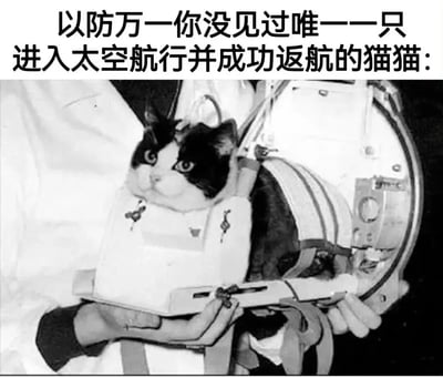 这张梗图展示了历史上唯一一只进入太空并成功返航的猫。图片上方有文字说明：'以防万一你没见过唯一一只进入太空航行并成功返航的猫猫:'，下方是一只戴着特殊装备的黑白猫的历史照片。这只猫是1963年法国太空计划中被送入太空的猫Félicette。