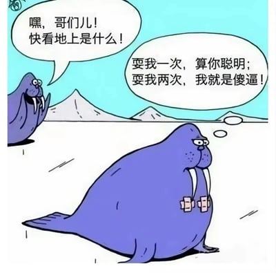 这是一幅极地场景的搞笑卡通漫画，背景是覆雪的山峰与冰面。画面里有两只海象：左侧海象兴奋地抬起鳍，大张着嘴招呼同伴看地上；右侧海象则一脸警惕、不耐烦，心里暗自嘀咕着不会再上当。而右侧海象的长牙上绑着绷带，这个细节暗示它之前已经因为低头看地上，被自己的长牙戳伤上过一次当，嘴上说着不上当，却已经处于上过当的窘境，形成了充满反差的幽默效果。