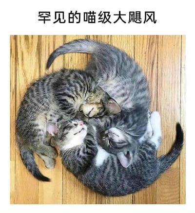 三只小猫蜷缩成圆形，尾巴环绕形成类似飓风的形状，趴在木质地板上。图片上方配有文字"罕见的喵级大飓风"，用幽默的方式将猫咪的可爱姿势比喻为飓风，创造出轻松有趣的视觉效果。
