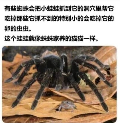 图片上方为中文说明文字，解释某些蜘蛛会将小蛙带入洞穴，让蛙帮助吃掉威胁蜘蛛卵的小型昆虫，类比蛙是蜘蛛的“宠物猫”。下方是一张真实照片，展示了一只黑色蜘蛛趴在落叶上，其附近有一只小蛙，直观呈现了这种自然界中奇妙的合作共生现象。
