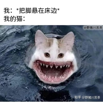 这是一张图文结合的搞笑梗图，上方配有两行文字：第一行是「我：*把脚悬在床边*」，第二行是「我的猫：」，引出下方的合成图像。图像将猫咪的头部与鲨鱼的身体、布满尖牙的大嘴拼接在一起，这只“猫鲨”在水中张开大嘴，神态凶狠，仿佛要攻击猎物。该梗图夸张化地调侃了部分猫咪喜欢啃咬、抓挠主人悬在床边的脚的习惯，用鲨鱼的凶猛形象放大这种日常行为，营造出强烈的搞笑反差感，没有双关、谐音梗等特殊内容。
