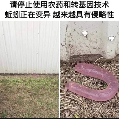 图片为左右对比图，上方配有文字'请停止使用农药和转基因技术 蚯蚓正在变异 越来越具有侵略性'。左侧图片显示一面白色墙壁下的地面上有一个模糊的紫色物体；右侧图片特写显示一个较大的紫色类似蚯蚓的生物，部分区域有模糊处理。图片试图通过展示所谓的'变异蚯蚓'来支持其停止使用农药和转基因技术的主张。