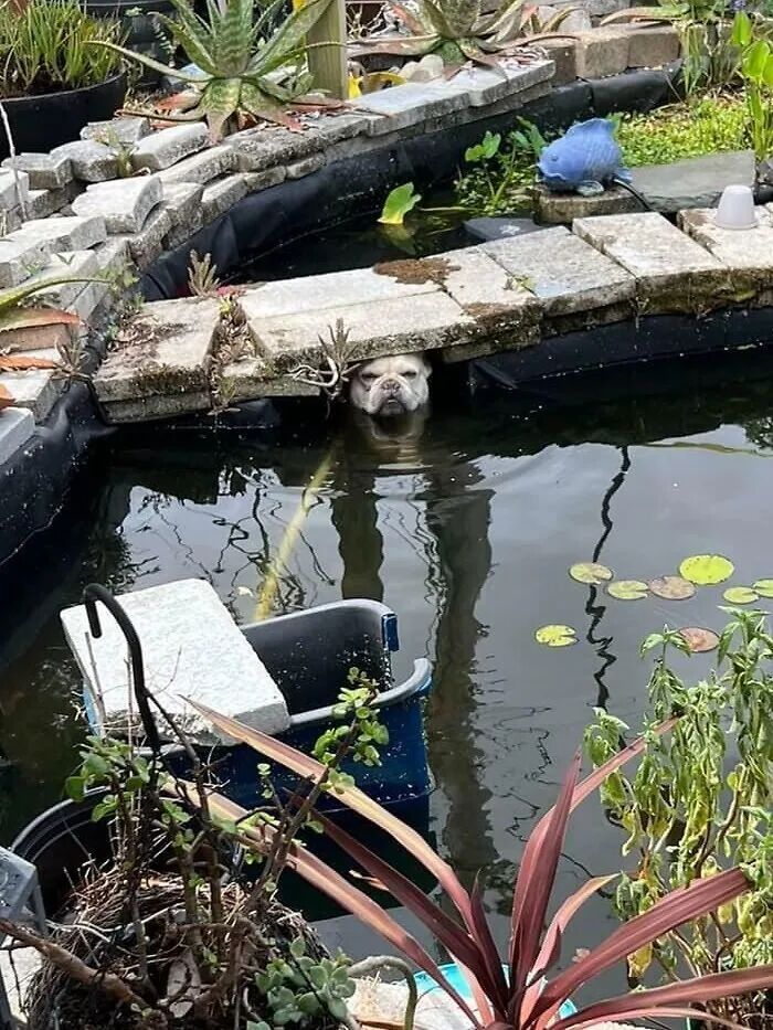 斗牛犬