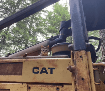 一只虎斑猫悠闲地坐在黄色CAT工程车的机械臂部件上，背景是茂密的森林。猫咪耳朵竖起，眼神警惕又好奇地望向镜头，与锈迹斑斑的工业机械形成可爱反差萌。阳光透过树叶洒下，给整个画面增添了自然的温暖氛围。
