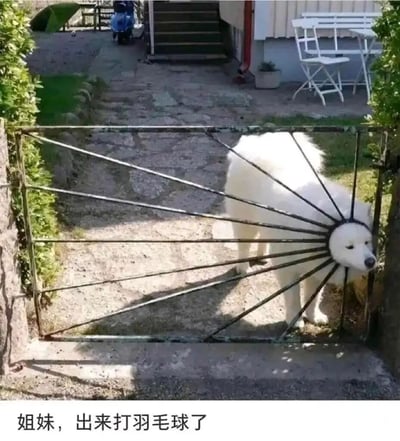 这是一张充满趣味的静态实拍图，画面中一只白色萨摩耶的身体位于铁门后方，它的头部卡在铁门右侧的放射状铁条中间，这些铁条围绕着它的脑袋，形成了类似羽毛球球头的视觉效果。图片底部配有文字“姐妹，出来打羽毛球了”，利用视觉错位的巧合制造出搞笑的梗，将萨摩耶的脑袋调侃为羽毛球，用亲切的语气喊话，让原本宠物卡门的无奈场景变得十分滑稽有趣，很容易引发网友的笑点，属于热门的宠物搞笑梗图。