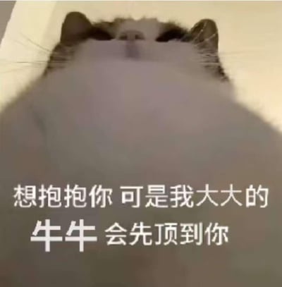 一只猫咪近距离抬头看向镜头，由于拍摄角度原因，它的胸脯显得格外大。图片下方配有文字：“想抱抱你 可是我大大的牛牛 会先顶到你”，用拟人化的口吻和可爱的语气，幽默地表达了想亲近却又担心自己“大胸脯”会先碰到对方的有趣场景。