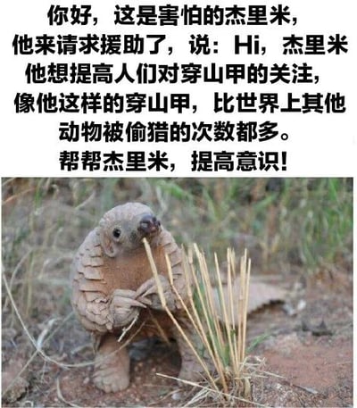 图片上半部分为文字介绍，下半部分是一只穿山甲的实拍照片。文字内容以第一人称介绍了名为“杰里米”的穿山甲，它因害怕而请求援助，希望提高人们对穿山甲偷猎问题的关注，并指出穿山甲是世界上被偷猎次数最多的动物，呼吁大家帮助杰里米提高保护意识。照片中的穿山甲站立在泥土和草丛中，嘴里叼着草，前爪握着几根草茎，眼神显得有些脆弱。