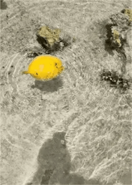 这是一张构图清晰的竖版原始拍摄照片，画面中一只身体鼓成球状的黄色刺豚静置于清澈的浅滩海水中，身体周围泛起圈圈水纹，水底分布着几块深色礁石，整体场景清新治愈，展现了潮间带海洋生物的自然状态。