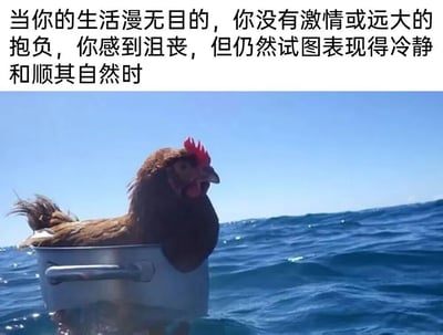图片上半部分为文字描述：'当你的生活漫无目的，你没有激情或远大的抱负，你感到沮丧，但仍然试图表现得冷静和顺其自然时'。下半部分是一张实拍照片，一只棕色母鸡站在带把手的金属锅中，锅漂浮在蔚蓝的海洋上，背景是晴朗的蓝天。整体通过将人的迷茫生活状态与漂浮在海上的鸡进行类比，幽默地展现了表面平静实则随波逐流的无奈情绪。