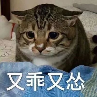 图片中是一只趴在床上的虎斑猫，它有着大大的圆眼睛，眼神委屈又可怜，显得十分无辜。猫咪身下垫着蓝色的毯子，背景中隐约可见枕头等床上用品。图片底部有白色文字“又乖又怂”，精准概括了猫咪既乖巧又胆小的可爱模样，整体给人一种想让人怜惜的感觉。
