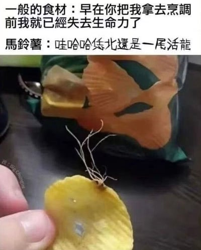 这是一张顶配底文的搞笑梗图，顶部先配普通食材的台词，称一般的食材早在被拿去烹调前就已经失去生命力，接着配马铃薯的台词，使用闽南语方言表述意为“哈哈哈哈老子我还是一条活龙”的内容，下方实拍画面中，人的手指捏着一片已经被切过的马铃薯片，这片马铃薯居然还长出了细根须，背景还摆放着袋装的成品薯片，用普通食材和马铃薯的状态反差，夸张调侃马铃薯极强的生命力，充满趣味性。