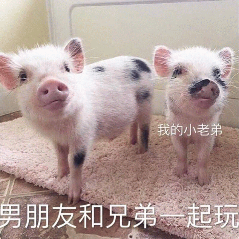 两只小猪代表男朋友和兄弟一起玩