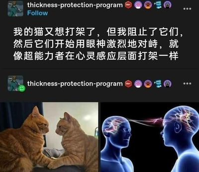 这是一则来自海外社交平台的趣味宠物动态，用户“thickness-protection-program”分享了自家两只橘猫的趣事：原本要打架的猫咪被阻止后，开始用眼神激烈对峙，用户将这个场景类比为超能力者在心灵感应层面的对战，并配上了左右对比图。左侧实拍图中，两只橘猫面对面坐着，前爪搭在一起，眼神严肃地互相对视，气氛紧张；右侧是一张创意概念图，两个蓝色的拟人头部之间有类似脑电波的光线连接，直观呈现出心灵感应对战的画面。整个内容通过实拍与创意图的对比，将猫咪的日常对峙场景赋予了奇幻的趣味色彩，生动又幽默地展现了宠物的可爱与有趣，容易引发其他宠物主人的共鸣。