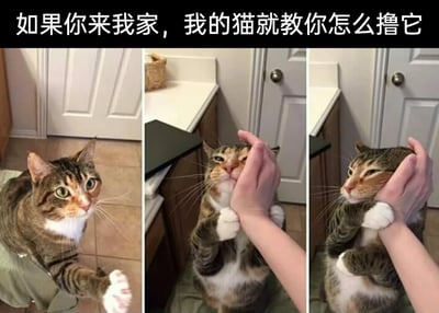 这是一张由三格静态图组成的连环图，顶部配有文字“如果你来我家，我的猫就教你怎么撸它”。第一格中，一只三色狸花猫睁着圆溜溜的大眼睛，伸出一只爪子，眼神带着期待，仿佛在邀请人来撸它；第二格中，人的手放在猫咪脸上，猫咪用两只爪子扶着人的手腕，调整手的位置，表情看起来有点认真；第三格中，猫咪把人的手固定在自己的脸颊两侧，眼睛半眯，一脸享受，呈现出被撸得很舒服的状态。整组图通过连贯的动作，营造出猫咪主动教主人撸猫正确姿势的搞笑又温馨的萌宠日常场景，展现了猫咪看似高冷实则渴望亲昵的反差感。