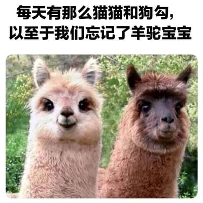 图片上方有黑色文字：'每天有那么猫猫和狗勾，以至于我们忘记了羊驼宝宝'，下方是两只羊驼的照片，一只毛色偏浅，一只毛色较深，背景为绿色植物。整体风格可爱，旨在提醒人们关注羊驼这种同样萌态可掬的动物，避免只关注猫和狗。