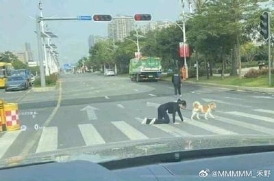 在城市的十字路口，红灯亮起时，一名身穿黑色衣物的女子跪在斑马线的白色条纹上，似乎在模仿旁边黄白相间的宠物狗的行走姿势，狗狗正迈步向前。不远处还有一名行人，背景中可以看到城市道路、行驶的车辆、绿化树木以及高楼建筑，整个画面看起来十分滑稽有趣。