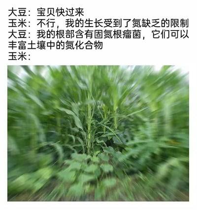 这是一张结合农业知识创作的搞笑图文梗图，采用拟人化的对话和夸张的视觉效果呈现内容。上方文字是大豆与玉米的对话：大豆向玉米发出邀请，玉米表示自身生长受氮元素缺乏限制，随后大豆说明自己根部的固氮根瘤菌可以丰富土壤中的氮化合物，解决玉米的缺氮问题；下方的图片是模糊的玉米植株，通过动态模糊的效果表现出玉米听到大豆的话后，急切冲向大豆的状态。该图以幽默的方式科普了大豆与玉米间作的农业原理，让专业知识更易被理解和传播。