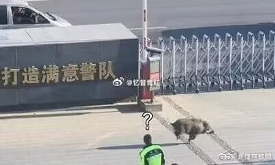 这是一张经过趣味标注的实拍照片，画面展现了一只野猪意外闯入写有“打造满意警队”字样的警队大院场景。画面下方有一位身着荧光绿反光背心的工作人员，其头顶被添加了一个问号的标注，生动地表现出工作人员面对突然出现的野猪时疑惑、不知所措的心情，原本严肃的警队场景因为野猪的闯入和趣味标注变得充满幽默感。