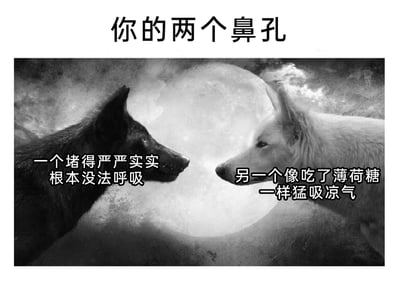这是一张以生活体验为主题的搞笑梗图，顶部标题为“你的两个鼻孔”，画面采用黑白风格，呈现两只狼（一黑一白）在满月背景前对视的场景。图中用黑狼对应完全堵塞的鼻孔，配文“一个堵得严严实实根本没法呼吸”；用白狼对应通畅的鼻孔，配文“另一个像吃了薄荷糖一样猛吸凉气”，生动且幽默地还原了人们鼻塞时，两个鼻孔一个完全不通气、另一个过度通气的真实又滑稽的体验，通过强烈的反差感引发有过类似经历的人的共鸣，整体风格搞笑接地气。