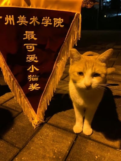 一面写着“广州美术学院 最可爱小猫奖”的锦旗出现在夜晚校园路面上，旁边有一只猫咪。整体画面温馨有趣，充满学院幽默气息。这类“给猫发奖状”的操作本身就是一种具有梗属性的行为，展现了学生群体对校园流浪猫的宠爱和善意戏谑。锦旗的严肃与“最可爱小猫”的童趣称号形成有趣对比，非常适合大学生圈层的玩梗氛围。