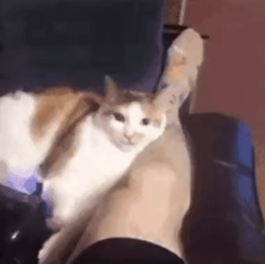一只白棕相间的猫咪舒适地趴在人的腿上，起初安静地注视着前方，随后耳朵微微抖动，眼神变得专注，接着缓缓凑近镜头，露出圆溜溜的大眼睛，最后用头部和身体亲昵地蹭着人的腿部，动作温柔又撒娇，展现出对主人的依赖与喜爱，画面充满温馨治愈的氛围。