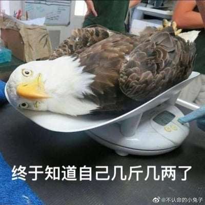 这是一张经过P图创作的趣味梗图，画面中两只白头海雕被叠放在一起，放置在电子秤的托盘上，视觉上容易让人误以为是一只长了两个脑袋的鹰，背景中能看到有人正在操作电子秤，图片底部配文“终于知道自己几斤几两了”。这句话采用双关手法，既指测量体重得知实际的斤两，也暗含“认清自己的实力分量”的调侃意味，整体画面搞笑有趣，适合用来调侃自己或他人认清自身定位。