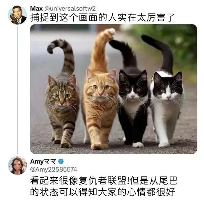 猫