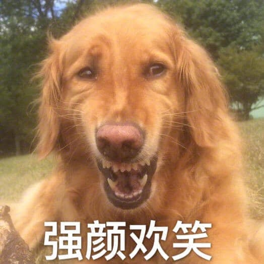金毛强颜欢笑表情包