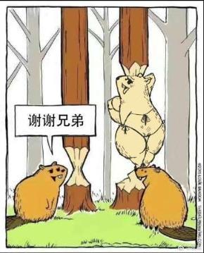 森林场景里有三只卡通海狸，左侧和右侧的海狸面前的树都被处理成了铅笔头的形状，中间的海狸刚好卡在树的上半部分，身体形态和铅笔的橡皮部分完美重合，看起来像是它牺牲自己变成了铅笔的橡皮，帮另外两只海狸完成了“铅笔树”。左侧的海狸对着中间的海狸，用对白气泡说出“谢谢兄弟”，制造出荒诞又搞笑的反差感。
梗点说明：利用视觉错位和P图改编，将海狸的形象与铅笔结合，颠覆了海狸啃树的常规认知，用同伴“献身”的搞笑场景来表达感谢，充满滑稽感。