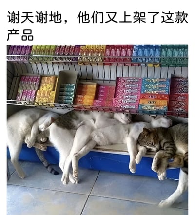 图片上方有黑色文字‘谢天谢地，他们又上架了这款产品’，下方是货架场景：上层货架摆放着多排彩色包装的产品，下层货架上有几只猫咪（包括白色和虎斑色）正蜷缩或伸展身体熟睡，姿态放松，仿佛与货架上的商品融为一体，文字与猫咪睡觉的场景结合，形成幽默效果，调侃猫咪就像是重新上架的‘产品’。