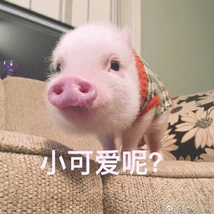 穿着毛衣的小猪疑惑：小可爱呢？
