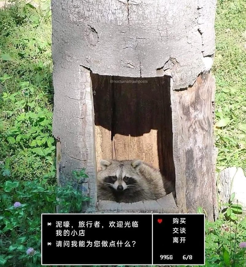 浣熊