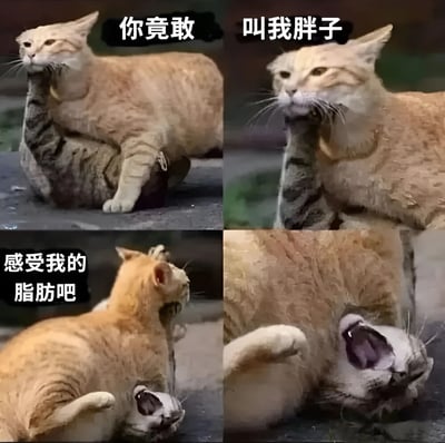 这是一张四格拼接的猫咪搞笑梗图。左上格中一只橘猫用爪子按住灰色猫咪，配文'你竟敢'；右上格橘猫表情愤怒，配文'叫我胖子'；左下格橘猫将灰色猫咪按在地上，配文'感受我的脂肪吧'；右下格灰色猫咪被压在身下张大嘴巴，表情痛苦。通过猫咪的拟人化表情和动作，幽默地表现了被说胖后的愤怒反应。