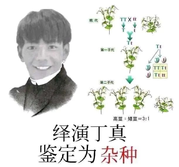 一眼丁真