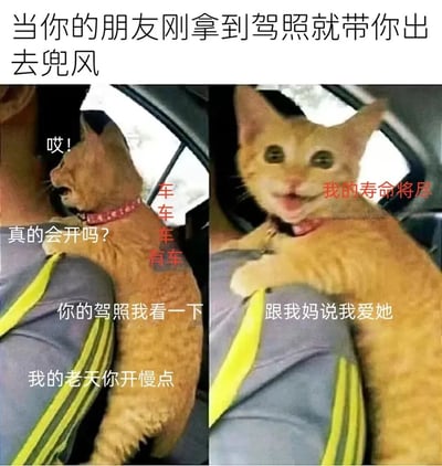 这是一张左右对比的图文混排梗图，上方配有标题“当你的朋友刚拿到驾照就带你出去兜风”。左侧图片中，一只橘猫坐在车内，回头看向司机方向，配文“哎！真的会开吗？你的驾照我看一下 我的老天你开慢点”，旁边还有竖排文字“车车车有车”，表现出对新手司机的担忧与紧张。右侧图片中，同一只橘猫表情夸张，眼睛瞪大、嘴巴张开，配文“我的寿命将尽 跟我妈说我爱她”，用幽默夸张的方式展现乘客面对新手司机时的惊恐绝望心情。整体通过猫咪的生动反应，调侃了新手司机驾车时朋友的真实心理状态。