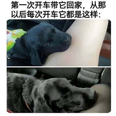 这是一张双层拼图，展示了一只黑色拉布拉多犬在车内的可爱睡姿。上层图片中，狗狗把头靠在主人的腿上睡得很香；下层图片中，狗狗把头搁在汽车座椅上继续熟睡。图片上方配有文字说明："第一次开车带它回家，从那以后每次开车它都是这样:"，生动展现了宠物狗在车内放松睡觉的可爱模样。