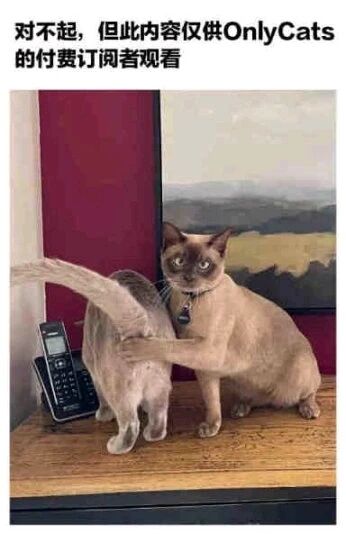 这是一张趣味改编梗图，图片顶部配有文字“对不起，但此内容仅供OnlyCats的付费订阅者观看”，画面主体是两只猫咪，一只背对镜头，尾巴翘起，另一只猫咪表情严肃地直视镜头，同时用爪子按住前者的臀部，它们位于一个摆放着黑色座机的台面上，背景是红色墙面和一幅风景画。这张图运用谐音梗，模仿国外成人付费订阅平台OnlyFans的专属内容提示语，将平台名称改为OnlyCats，用猫咪的搞笑互动来调侃付费订阅内容的形式，营造出荒诞幽默的效果。