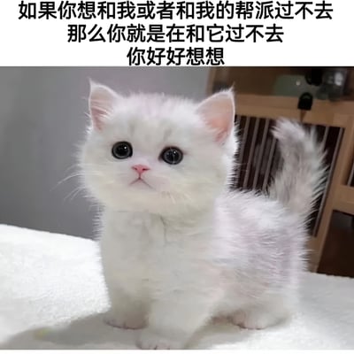 图片上方为黑色加粗文字：“如果你想和我或者和我的帮派过不去 那么你就是在和它过不去 你好好想想”，下方是一只白色小奶猫。小猫有着圆溜溜的黑色大眼睛、粉嫩的鼻子和蓬松的毛发，尾巴微微翘起，正站在白色柔软的表面上，背景中可见木质架子。整体通过凶狠的文字与超萌的小猫形象形成强烈反差，营造出幽默搞笑的效果。
