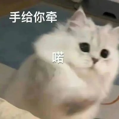 这是一张文字加注的静态表情包图片，主体是一只毛色雪白、看起来软乎乎的猫咪，它睁着圆溜溜的大眼睛，眼神软萌无辜，同时抬起一只爪子，仿佛在主动递出爪子让人牵。图中配有两处贴合猫咪动作的文字，上方是“手给你牵”，猫咪爪子附近是“喏”，整体风格软萌可爱，传递出一种主动示好、温柔亲昵的氛围，适合在和朋友、恋人聊天时用来表达亲近、撒娇的情绪，图中没有双关、谐音梗或暗示内容。