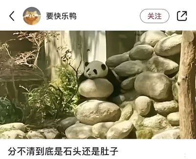 社交媒体用户“要快乐鸭”发布的一张照片，内容为一只熊猫趴在一堆圆滚滚的石头上，熊猫的白色肚皮与周围的石头颜色和形状极为相似，形成了“分不清到底是肚子还是石头”的视觉趣味效果。画面中熊猫姿态慵懒，周围有绿植点缀，整体氛围轻松可爱。