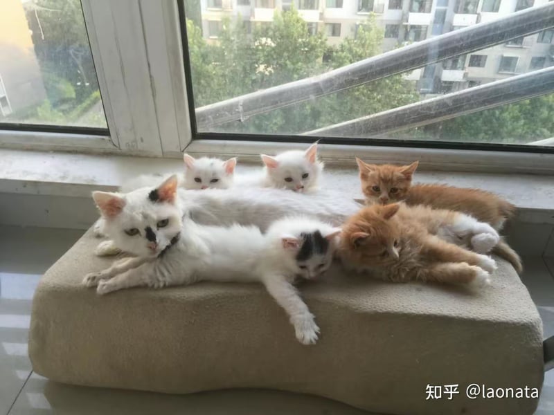 橘色小奶猫（鞋内）